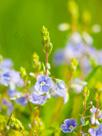 自然细节小蓝紫色<strong>相比</strong>小花朵绿色散景背景阳光明媚的春天一天主题浅深度场