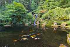 锦 鲤鱼瀑布池塘日本花园