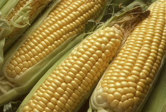 耳朵玉米去壳揭示黄色的内核