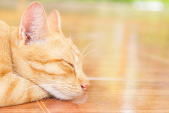 <strong>猫睡觉</strong>橙色瓷砖地板上