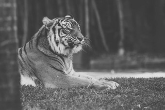 孟加拉老虎