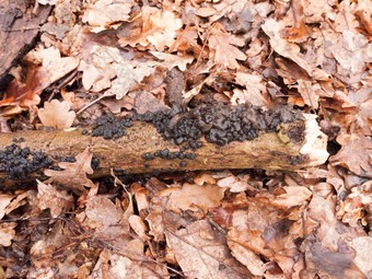 女巫黄油黑色的真菌真菌日益增长的日志森林地板上