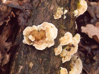 白色支架莫斯地底真菌真菌日益增长的木树皮斯图姆