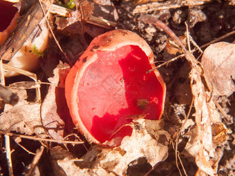 关闭蘑菇<strong>森林</strong>地板上朱红色<strong>精灵</strong>杯红色的