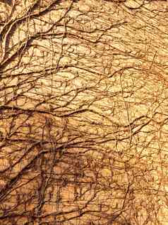 纹理阳光树葡萄树墙一边砖房子
