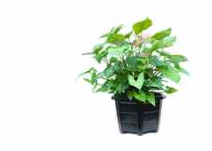 绿色盆栽植物树能孤立的白色使用