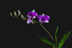 紫罗兰色的花紫色的花孤立的黑暗背景