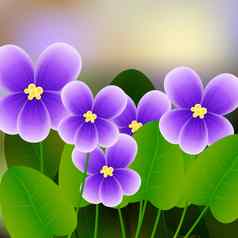 春天背景开花早午餐紫罗兰色的花