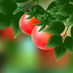 红色的多汁的成熟的西红柿日益增长的绿色分支