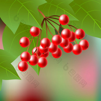 浆果红色的荚莲属的植物叶子摘要背景
