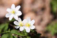 春天野生花木海葵银莲花海葵nemorosa