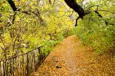 色彩斑斓的秋天路径背景下降树叶子