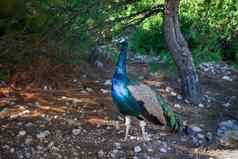 色彩斑斓的蓝色的绿色孔雀走树阳光明媚的一天