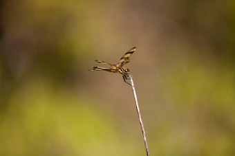 万圣节彭南特<strong>蜻蜓</strong>celithemis埃波尼纳