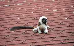 棉花前绢毛猴坐着屋顶