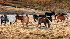 冰岛马集团马