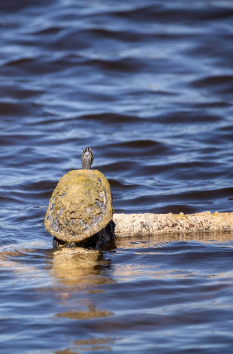 佛罗里达红色的大肚子的乌龟pseudemys尼尔森尼藻类