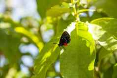 黑色的橙色红色的Atala蝴蝶被称为欧迈俄斯Atala