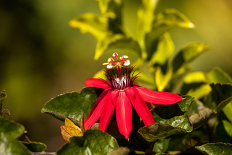朱红色火焰红色的西番莲被称为西番莲miniata