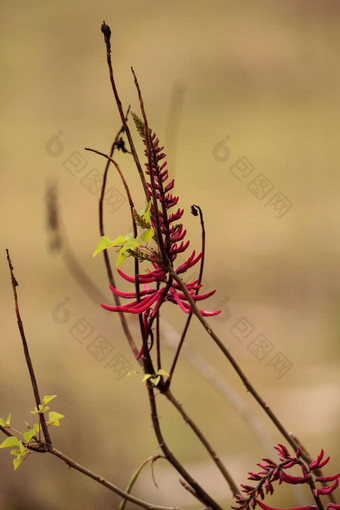 红色的珊瑚<strong>豆花</strong>刺桐属herbacea