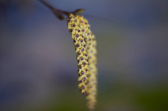 花黑色的年龄特写镜头