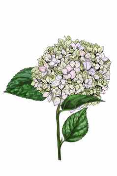 手绘插图光荣的夹竹桃花孤立的白色背景大花序阀杆绿色叶子植物花元素设计