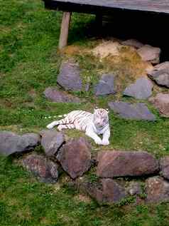 白色老虎令人心寒的动物园