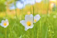 美丽的春天绿色草地白色花朵花春天背景概念特写镜头