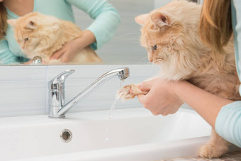 女孩洗猫的爪子流<strong>水脸盆</strong>混合机浴室