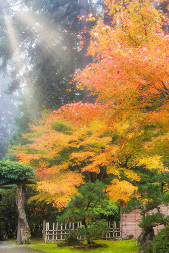 早....太阳射线日本枫木树秋天