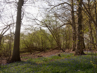 蓝色的钟日益增长的森林<strong>林地</strong>地板上春天树<strong>自然</strong>环境