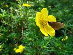 棕色（的）蝴蝶黄色的花夏天一天