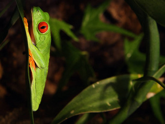 红色的眼树青蛙