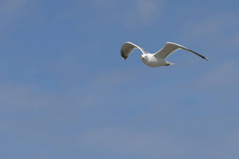 海鸟海鸥蓝色的天空