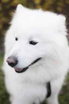 美丽的白色萨莫耶德人狗品种坐着