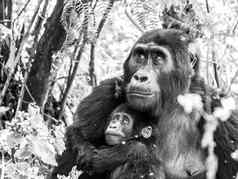 山大猩猩家庭婴儿妈妈。森林乌干达非洲