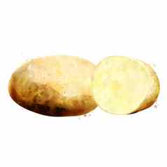 土豆白色背景水彩插图