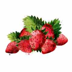 草莓白色背景水彩插图
