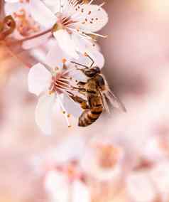 蜜蜂授粉樱桃花