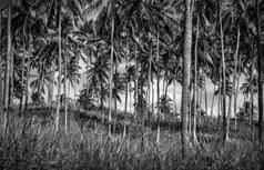 棕榈树种植园