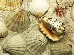 海洋海贝类贝壳特写镜头沙子细节夏天季节旅行海滩