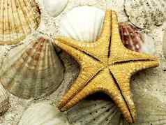 海星海洋海贝壳特写镜头沙子纹理细节夏天季节旅行海滩