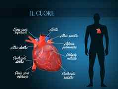 cardiocirculatory系统