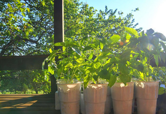幼苗辣椒西红柿花园表格幼苗准备好了植物太阳耀斑
