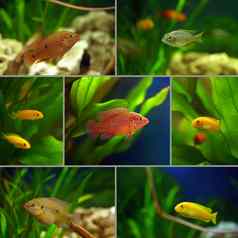 cichlids