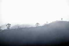 景观森林山雾