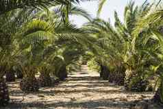 行小棕榈树棕榈树农场