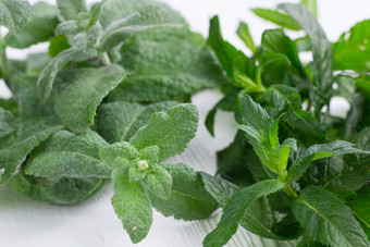 绿色Herbal混合新鲜的薄荷梅丽莎草本植物