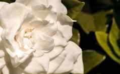 白色栀子花花朵花园