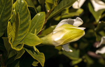 白色栀子花花朵花园